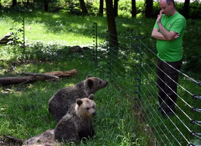 polročné mláďatá medveďa hnedého Máša a Filip, ZOO Košice
