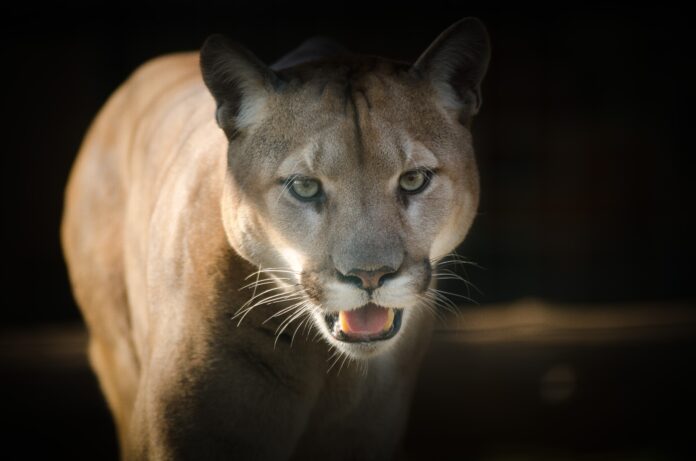 puma puma