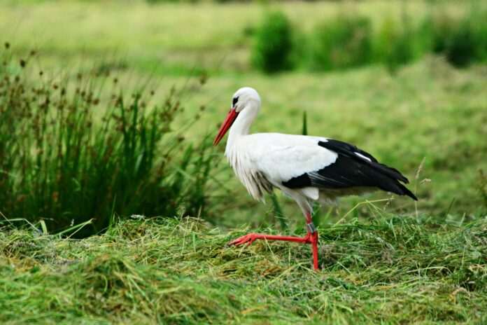 stork, bird, animal
