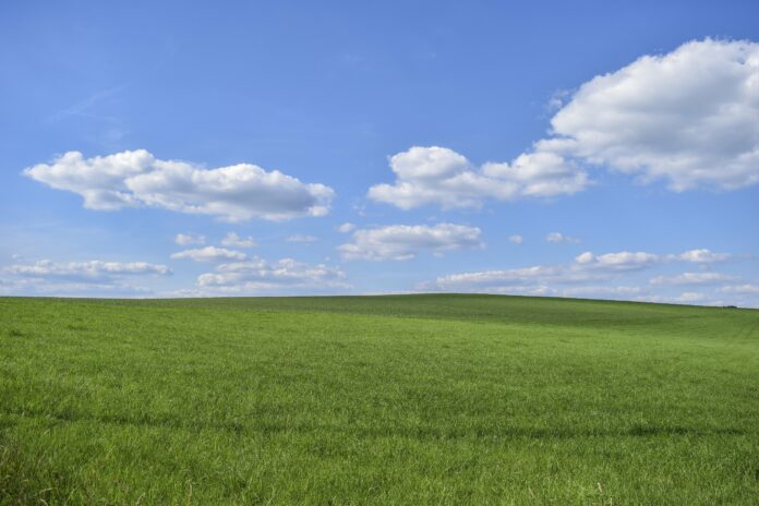 field, grass, nature