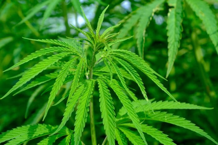 hemp, cannabis sativa, nature