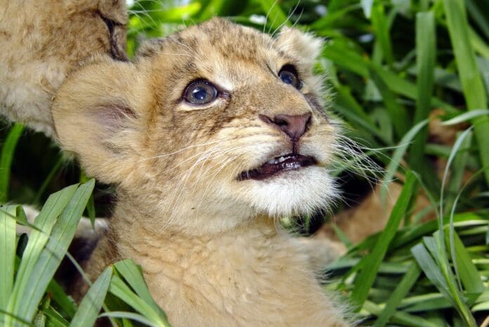 white lion, portrait, lion