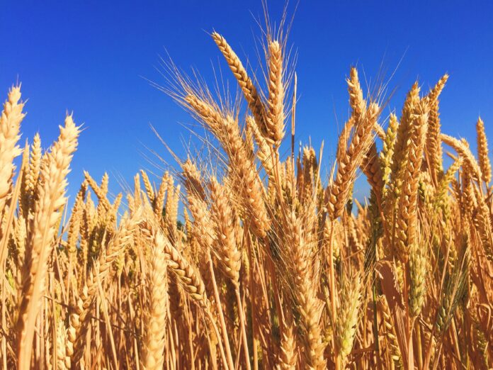 wheat, grass, barley
