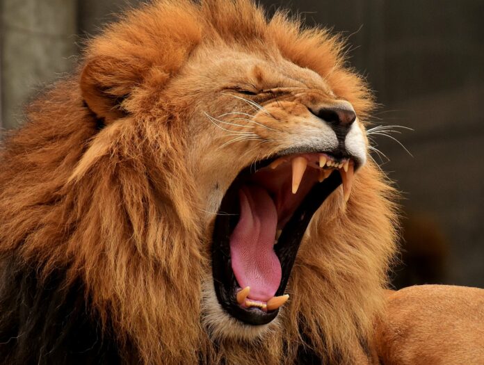 lev, predátor lion, predator, mane