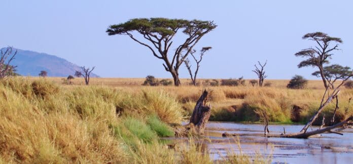 tanzania-africa-serengeti-stockpack-pixabay.jpg tanzania, africa, serengeti