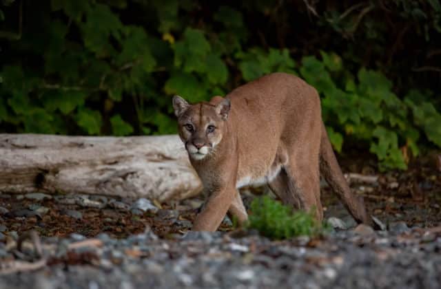 Puma napadla 9-ročné dievča