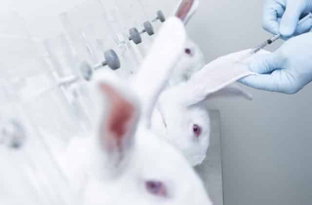 Slovensko sa pridalo ku kampani za koniec testovania na zvieratách