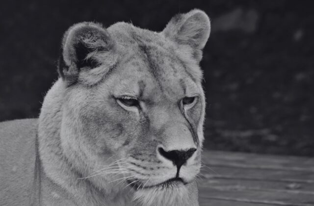 Košická zoologická záhrada musela utratiť levicu Lauru