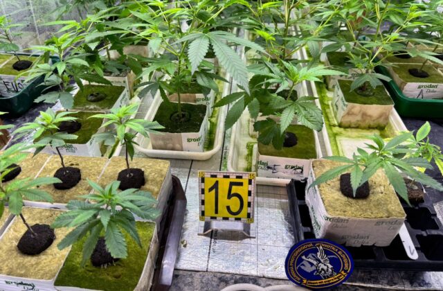 Pri akcii Botanik odhalili policajti laboratórium na pestovanie marihuany