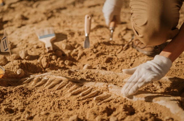 Vedci objavili v Zimbabwe nový druh 210 miliónov rokov starého dinosaura