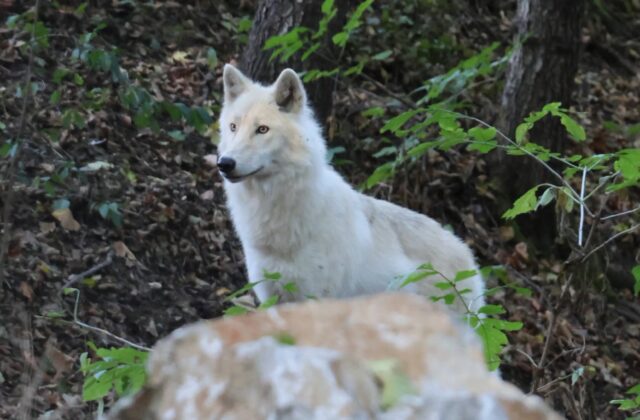 Košická zoologická záhrada má nové obyvateľky. Pribudli dve biele vlčice – VIDEO